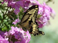 Swallowtail Butterfly in my flowerbed